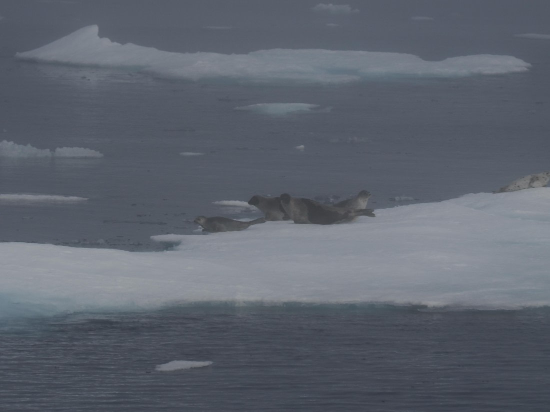 PLA10-26, Day 3, P8051430.JPG © Unknown Photographer - Oceanwide Expeditions.JPG