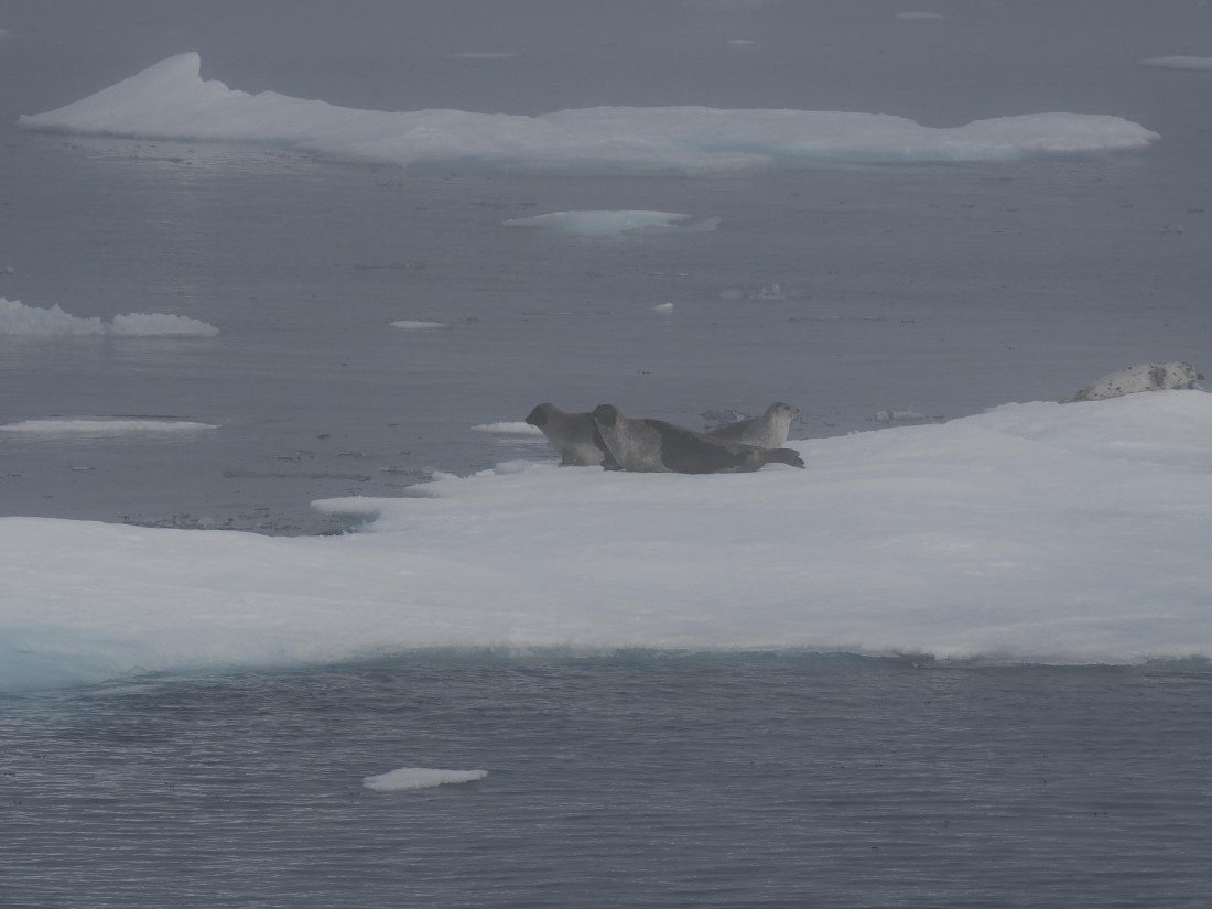PLA10-26, Day 3, P8051431.JPG © Unknown Photographer - Oceanwide Expeditions.JPG