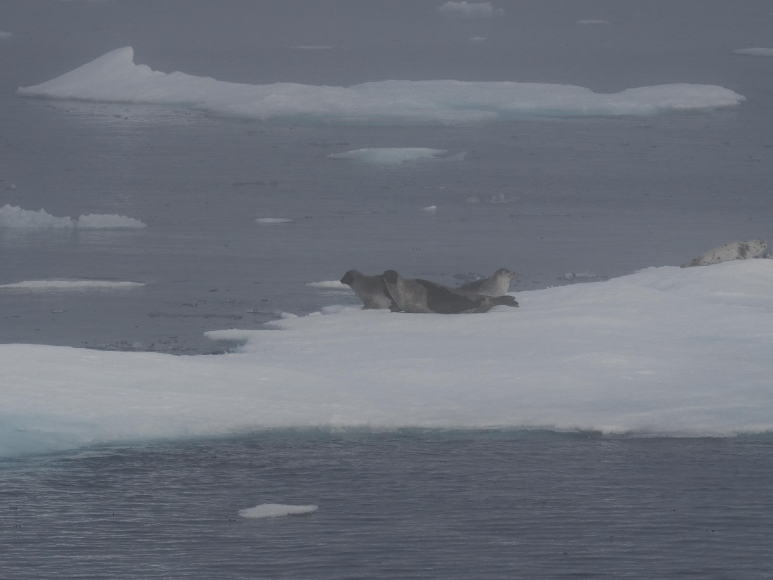 PLA10-26, Day 3, P8051432.JPG © Unknown Photographer - Oceanwide Expeditions.JPG