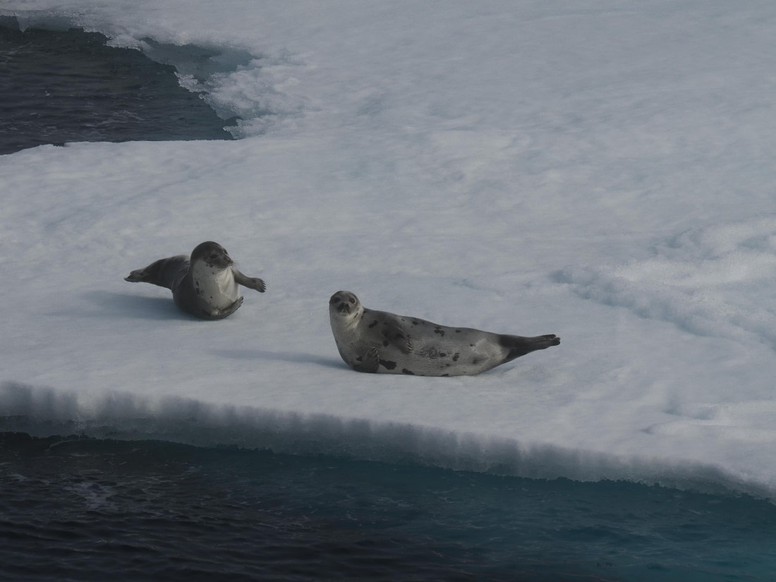 PLA10-26, Day 3, P8051437.JPG © Unknown Photographer - Oceanwide Expeditions.JPG