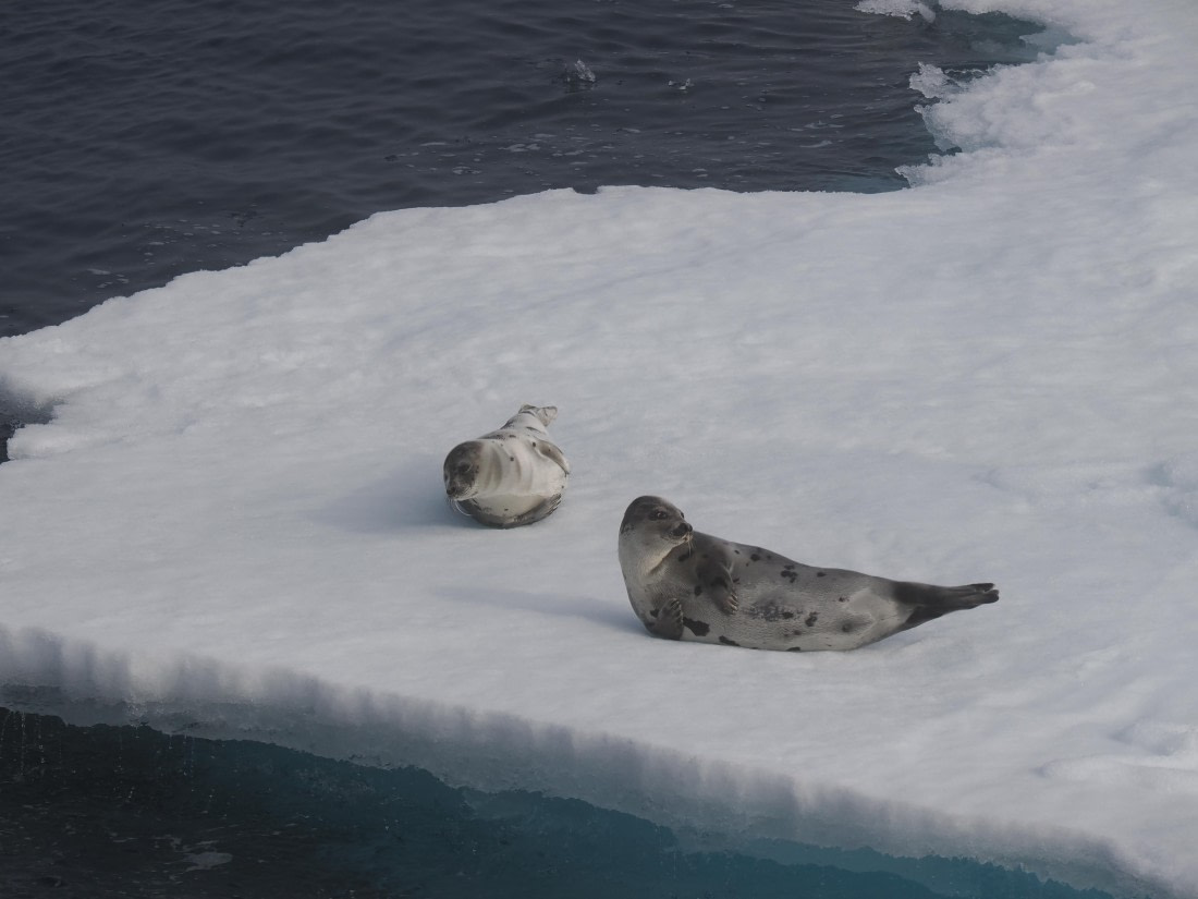 PLA10-26, Day 3, P8051440.JPG © Unknown Photographer - Oceanwide Expeditions.JPG