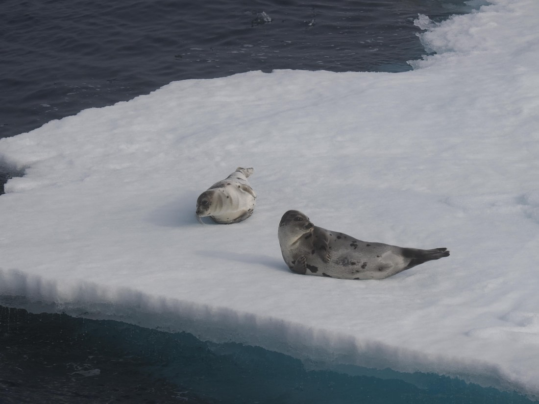 PLA10-26, Day 3, P8051441.JPG © Unknown Photographer - Oceanwide Expeditions.JPG