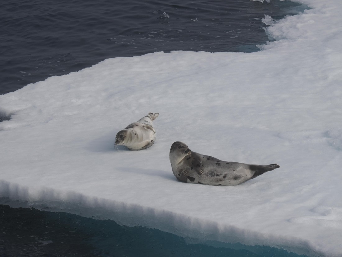 PLA10-26, Day 3, P8051442.JPG © Unknown Photographer - Oceanwide Expeditions.JPG