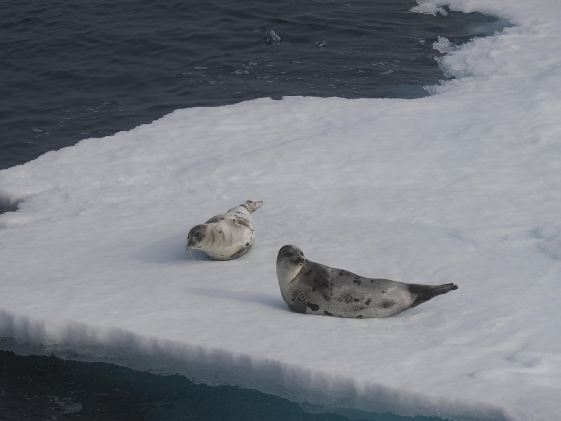 PLA10-26, Day 3, P8051443.JPG © Unknown Photographer - Oceanwide Expeditions.JPG