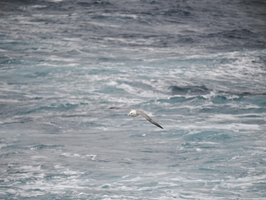 PLA10-26, Day 4, P8061492.JPG © Unknown Photographer - Oceanwide Expeditions.JPG