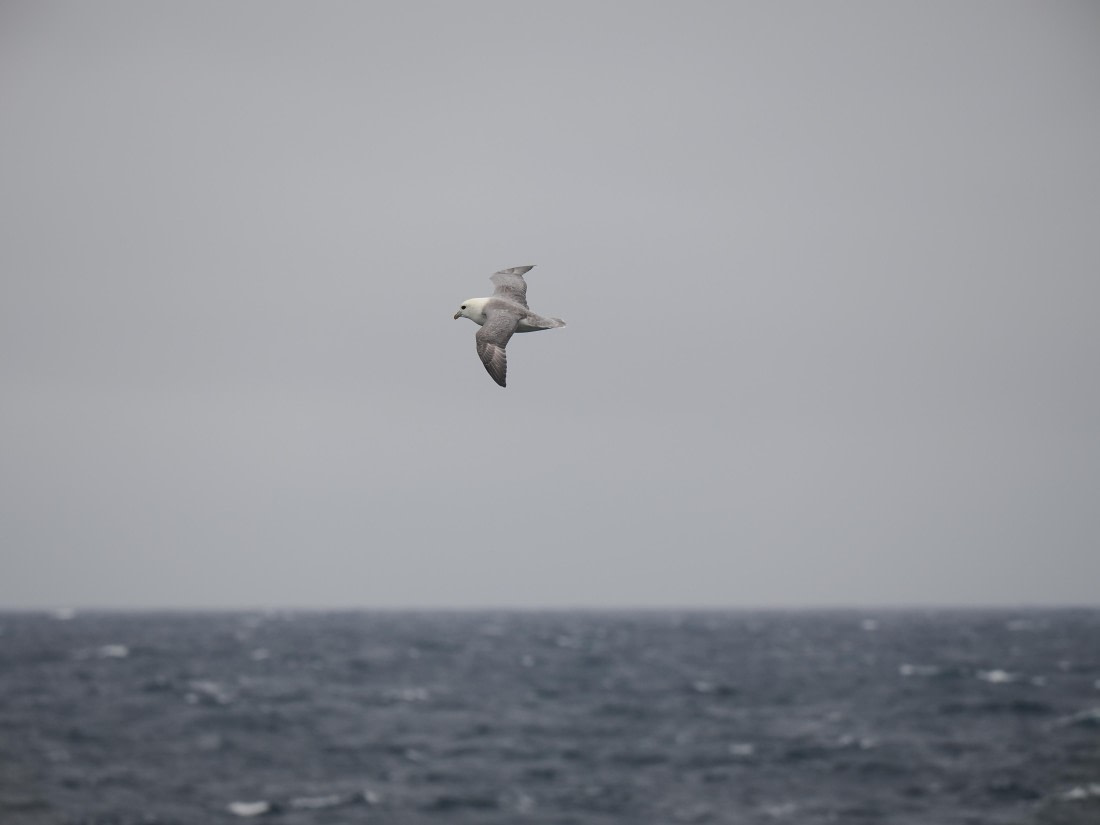 PLA10-26, Day 4, P8061496.JPG © Unknown Photographer - Oceanwide Expeditions.JPG