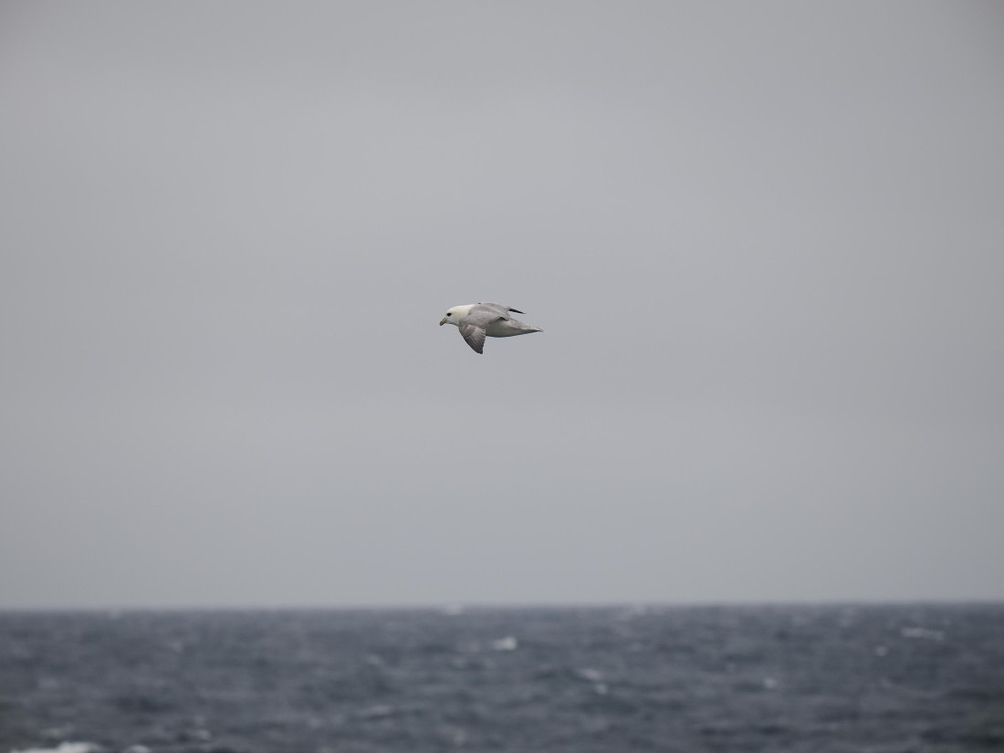 PLA10-26, Day 4, P8061498.JPG © Unknown Photographer - Oceanwide Expeditions.JPG