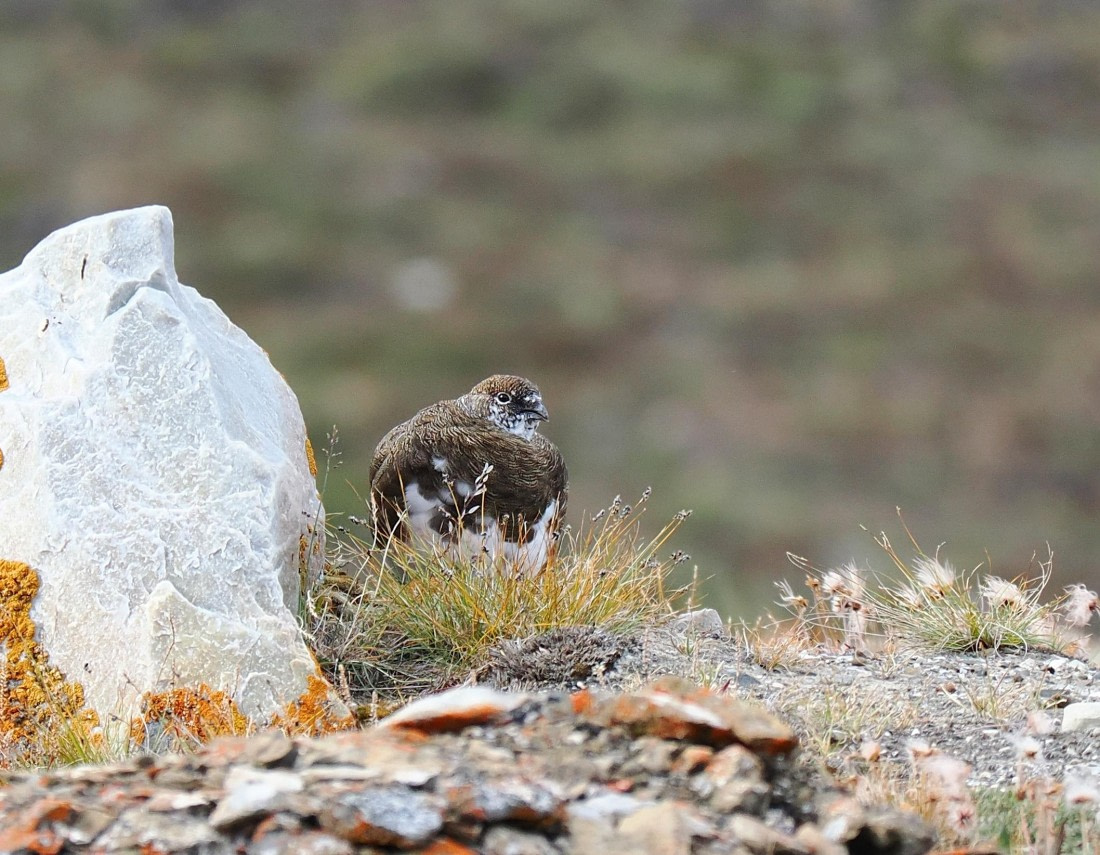 PLA10-26, Day 6, 2026-08-08 Rock Ptarmingan - juvenile.JPG © Unknown Photographer - Oceanwide Expeditions.JPG