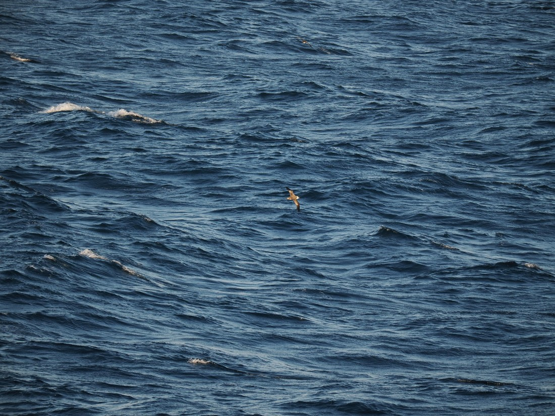 PLA10-26, Day 12, P8141696.JPG © Unknown Photographer - Oceanwide Expeditions.JPG