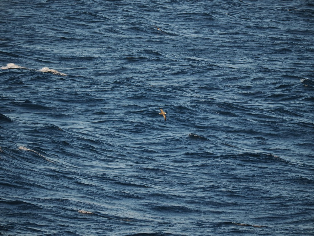 PLA10-26, Day 12, P8141697.JPG © Unknown Photographer - Oceanwide Expeditions.JPG