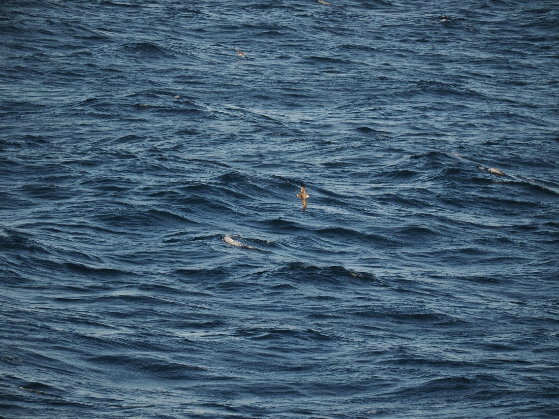 PLA10-26, Day 12, P8141698.JPG © Unknown Photographer - Oceanwide Expeditions.JPG