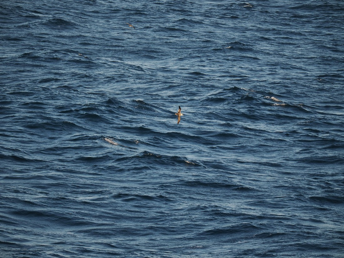 PLA10-26, Day 12, P8141699.JPG © Unknown Photographer - Oceanwide Expeditions.JPG