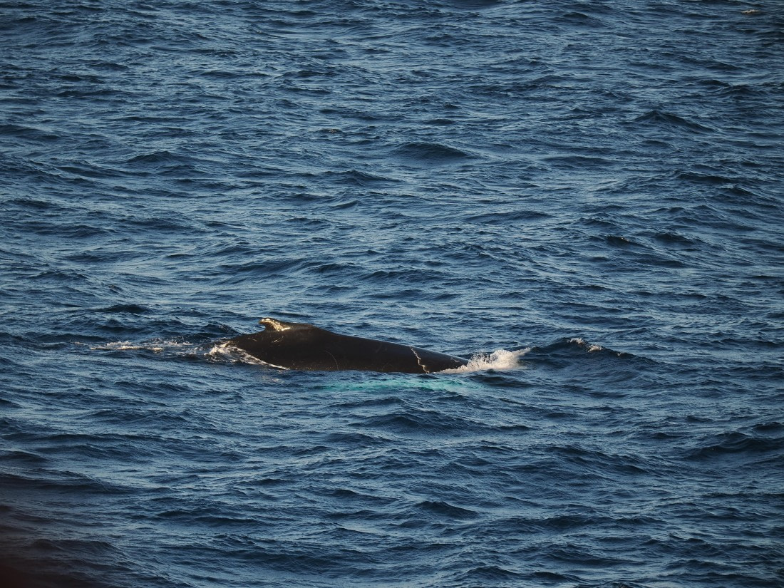 PLA10-26, Day 12, P8141702.JPG © Unknown Photographer - Oceanwide Expeditions.JPG