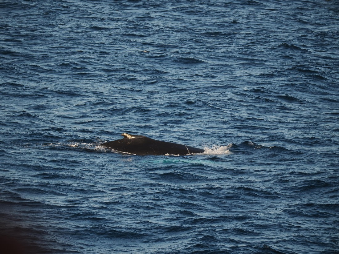 PLA10-26, Day 12, P8141703.JPG © Unknown Photographer - Oceanwide Expeditions.JPG