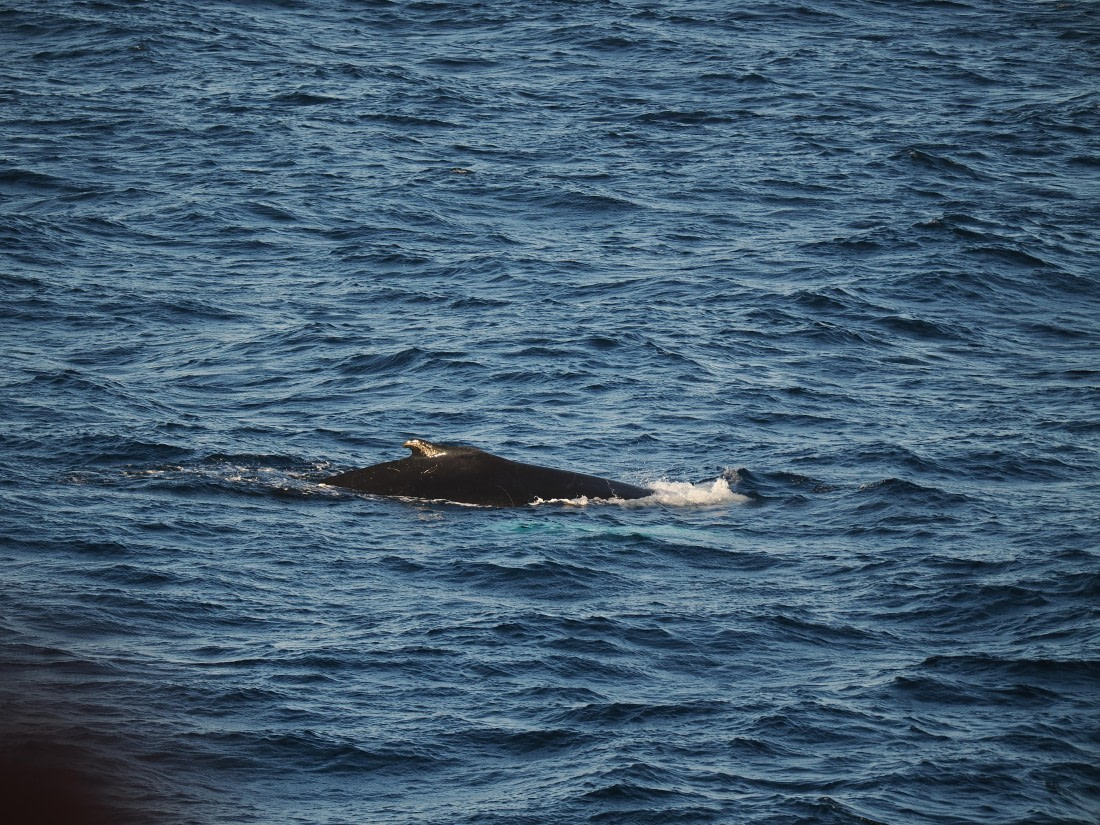 PLA10-26, Day 12, P8141704.JPG © Unknown Photographer - Oceanwide Expeditions.JPG