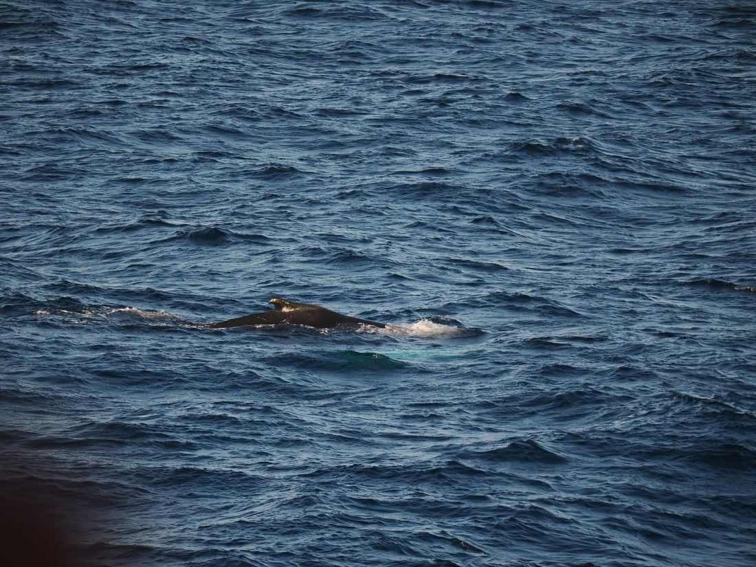 PLA10-26, Day 12, P8141705.JPG © Unknown Photographer - Oceanwide Expeditions.JPG