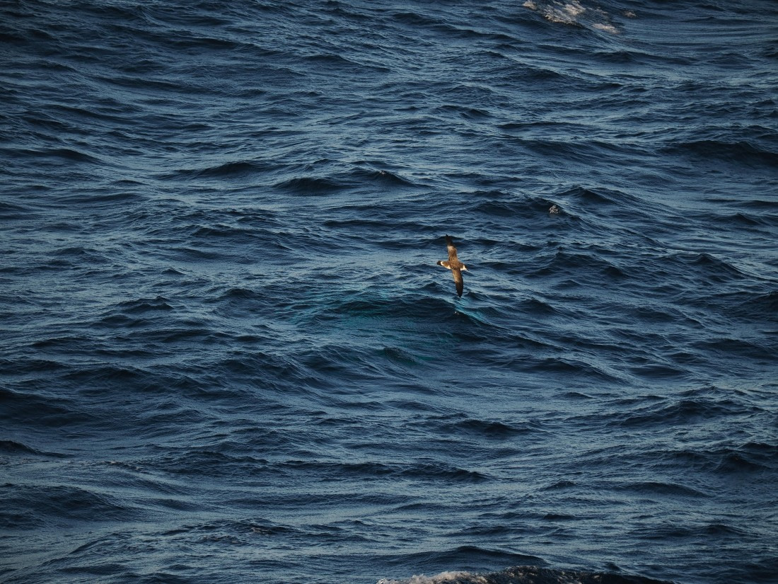 PLA10-26, Day 12, P8141709.JPG © Unknown Photographer - Oceanwide Expeditions.JPG