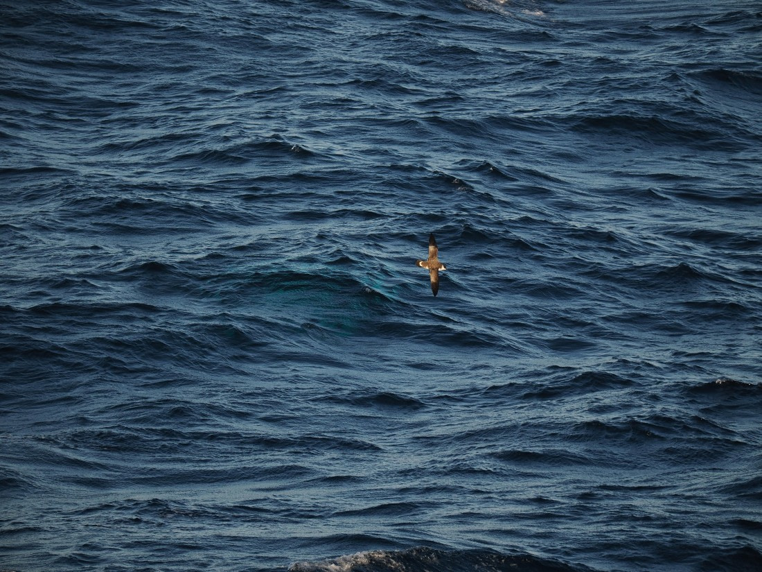 PLA10-26, Day 12, P8141710.JPG © Unknown Photographer - Oceanwide Expeditions.JPG