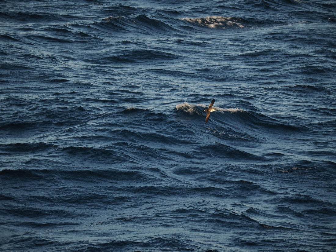 PLA10-26, Day 12, P8141714.JPG © Unknown Photographer - Oceanwide Expeditions.JPG