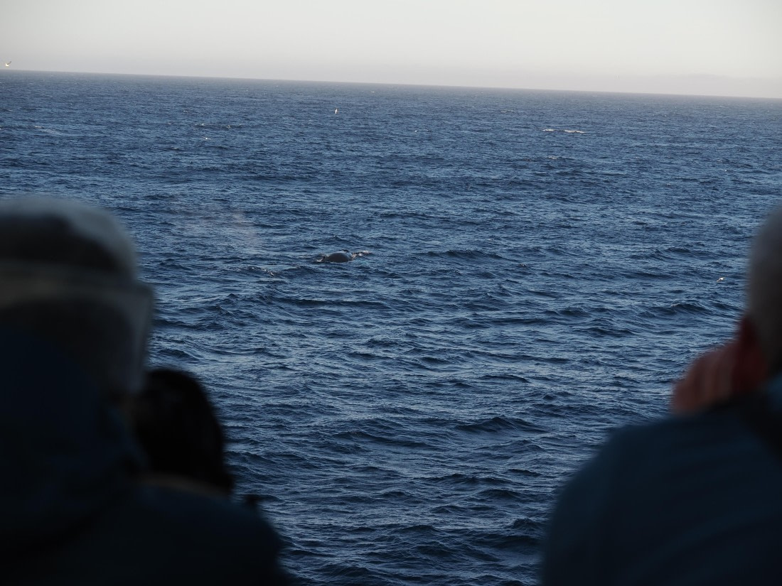 PLA10-26, Day 12, P8141716.JPG © Unknown Photographer - Oceanwide Expeditions.JPG