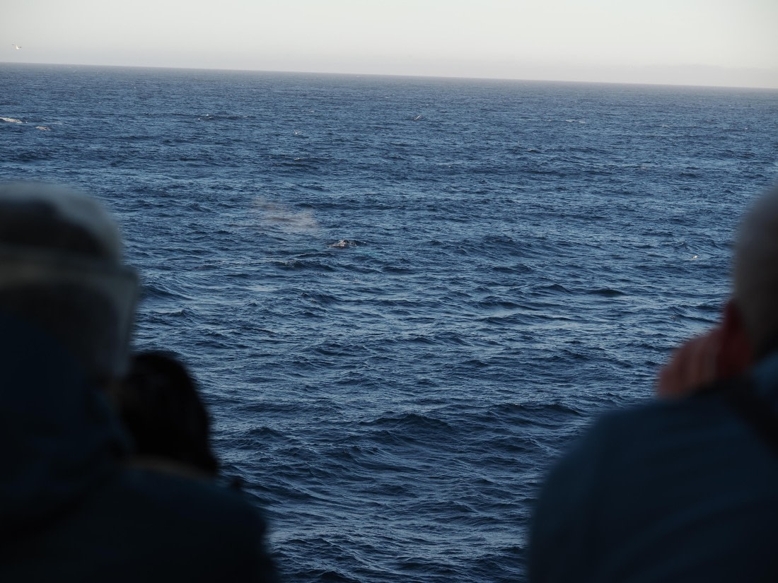 PLA10-26, Day 12, P8141715.JPG © Unknown Photographer - Oceanwide Expeditions.JPG