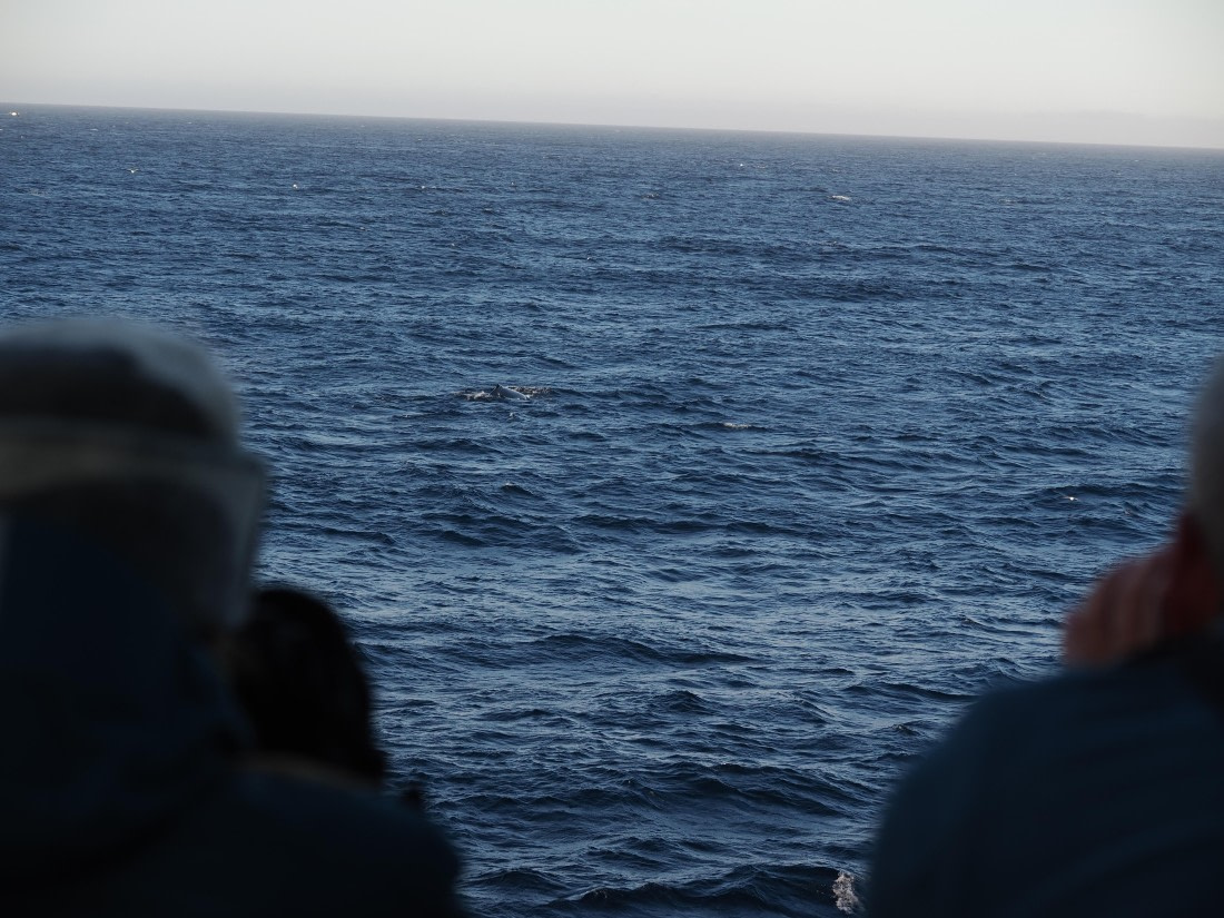 PLA10-26, Day 12, P8141717.JPG © Unknown Photographer - Oceanwide Expeditions.JPG