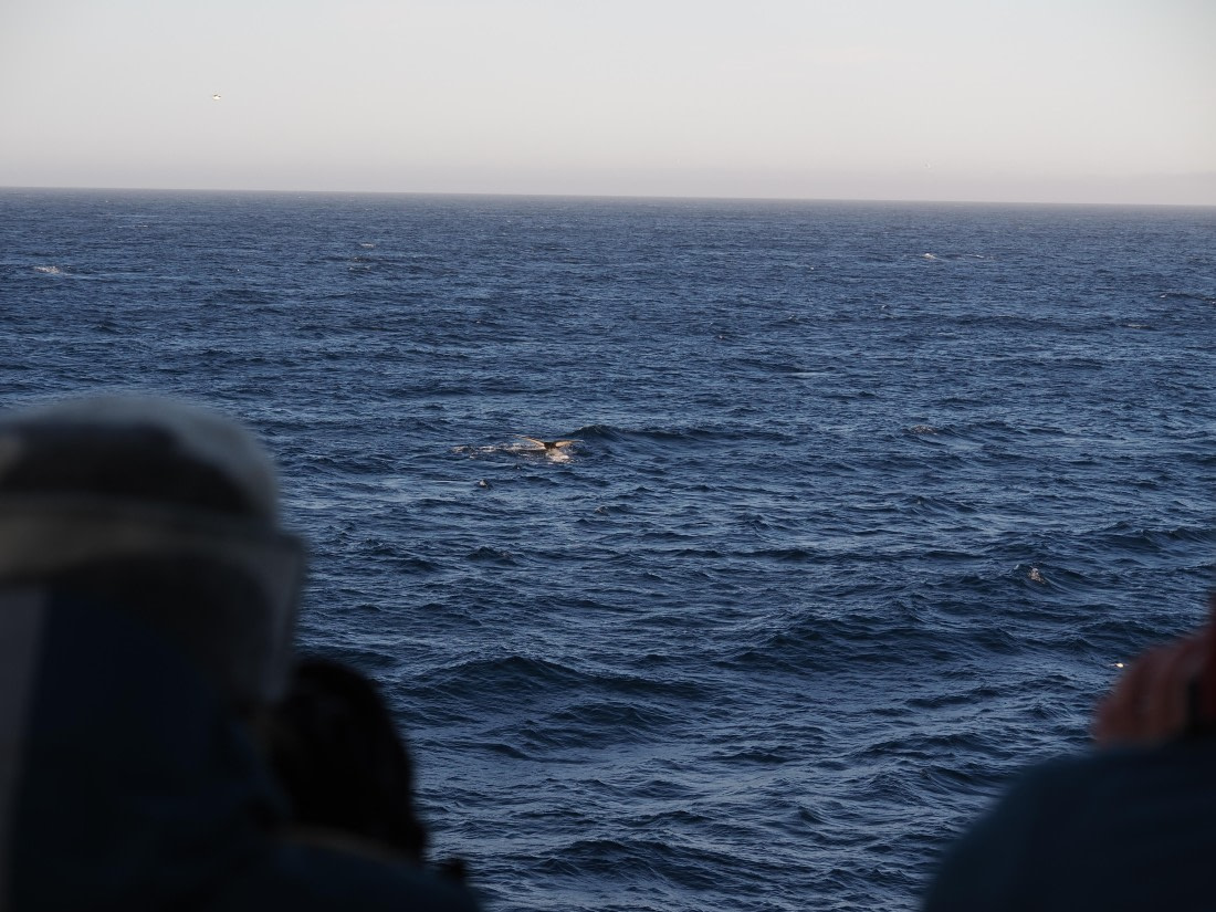 PLA10-26, Day 12, P8141722.JPG © Unknown Photographer - Oceanwide Expeditions.JPG
