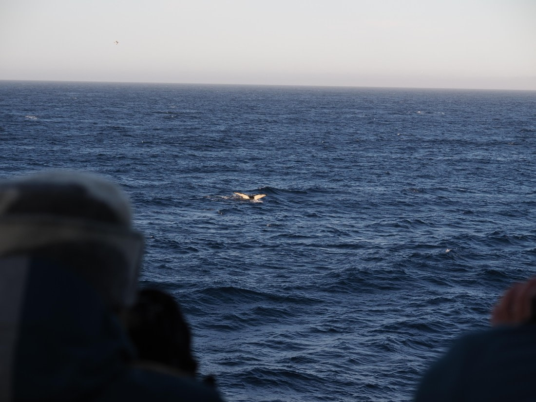 PLA10-26, Day 12, P8141724.JPG © Unknown Photographer - Oceanwide Expeditions.JPG