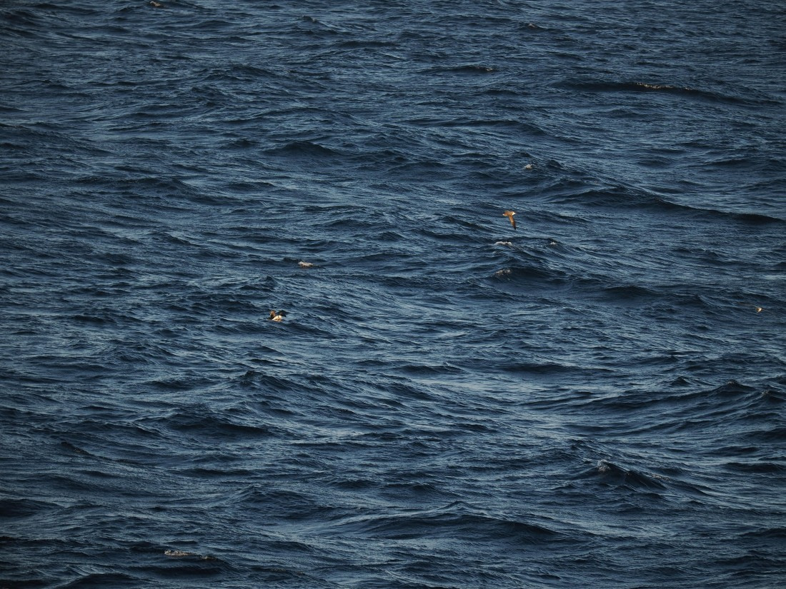 PLA10-26, Day 12, P8141729.JPG © Unknown Photographer - Oceanwide Expeditions.JPG