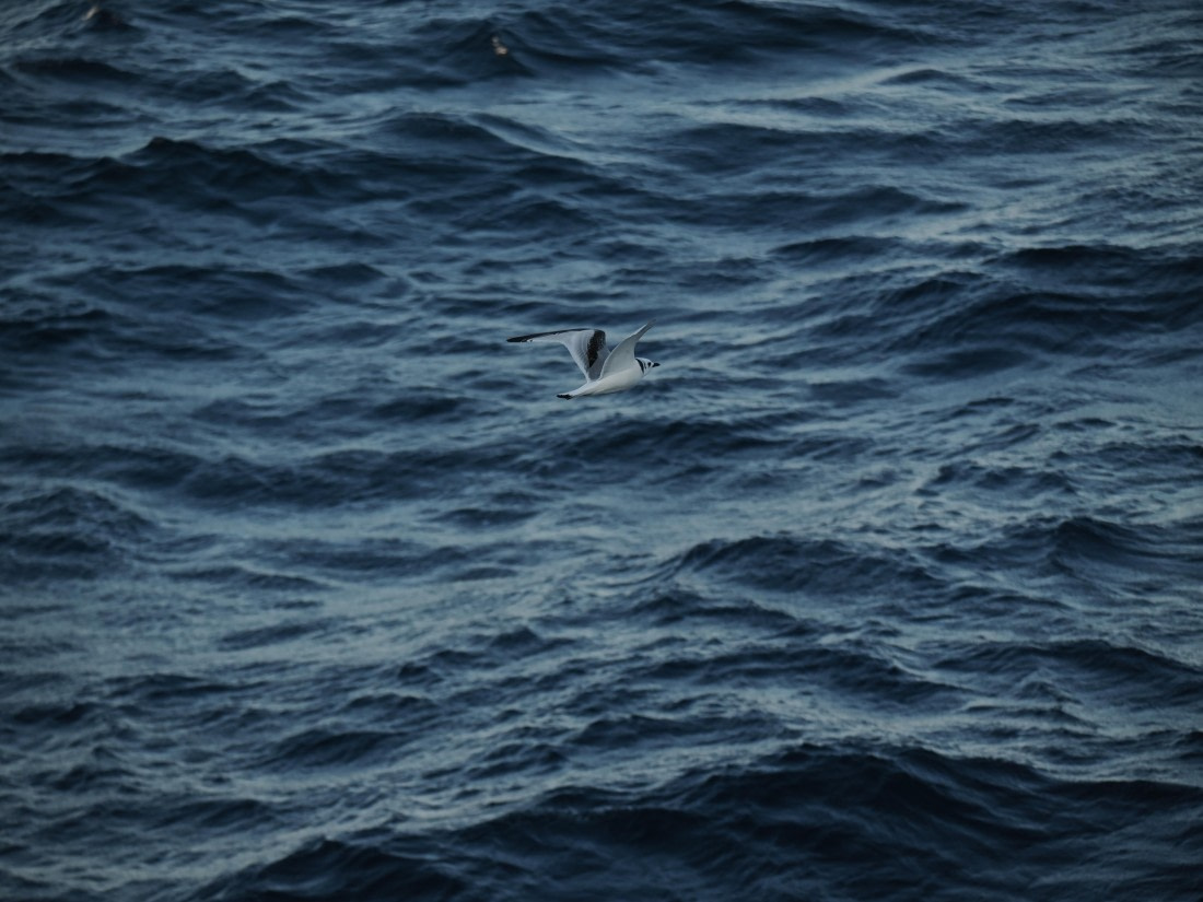 PLA10-26, Day 12, P8141732.JPG © Unknown Photographer - Oceanwide Expeditions.JPG