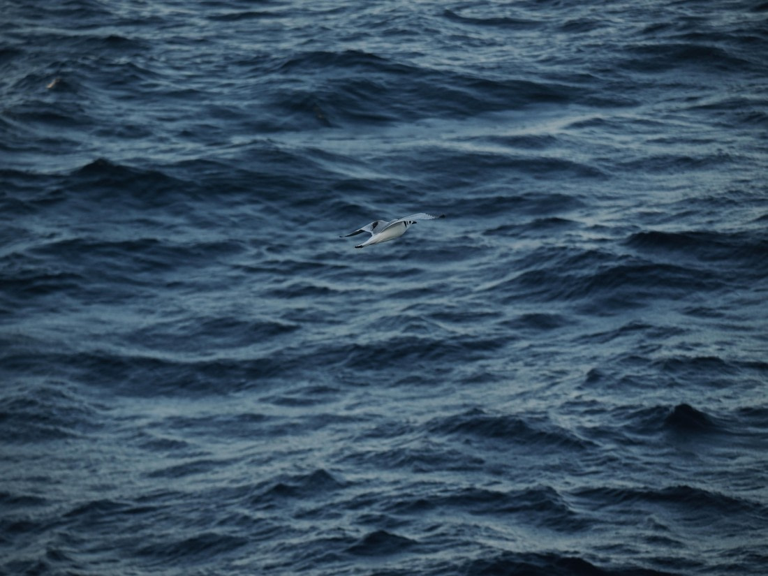 PLA10-26, Day 12, P8141733.JPG © Unknown Photographer - Oceanwide Expeditions.JPG