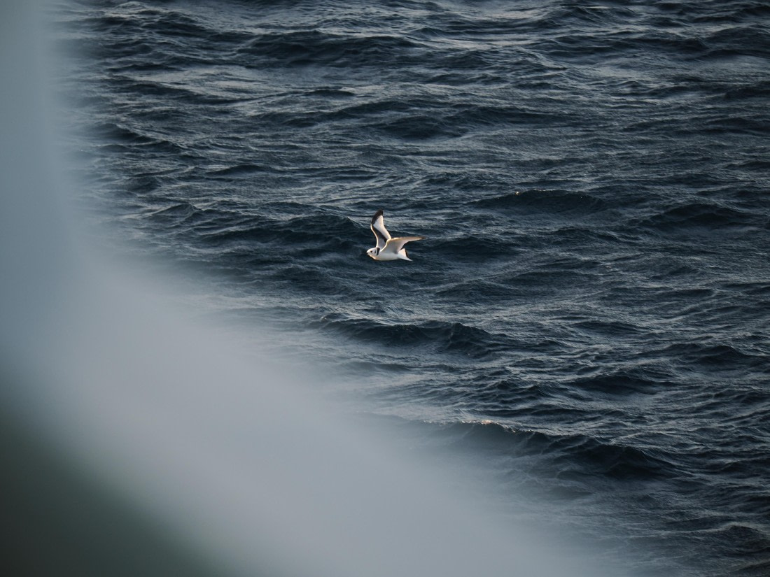 PLA10-26, Day 12, P8141736.JPG © Unknown Photographer - Oceanwide Expeditions.JPG