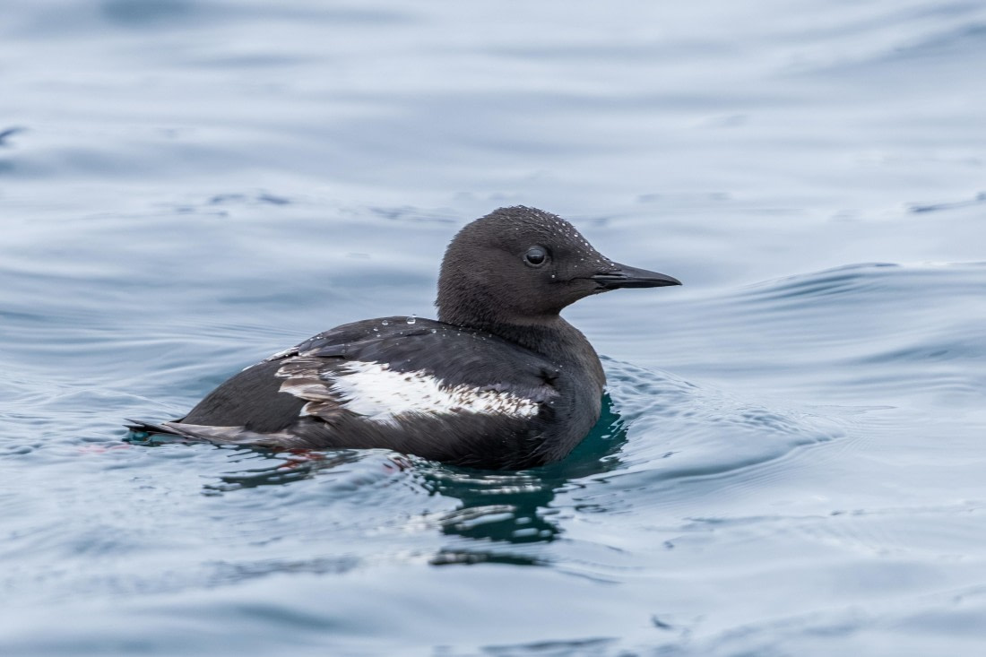 HDS10-26, Day 2, 5D5A5456.jpg © Koen Jongerling - Oceanwide Expeditions.jpg