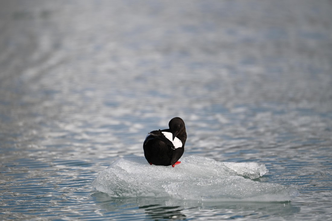 HDS10-26, Day 2, DSC_1951.JPG © Jade Heister - Oceanwide Expeditions.JPG
