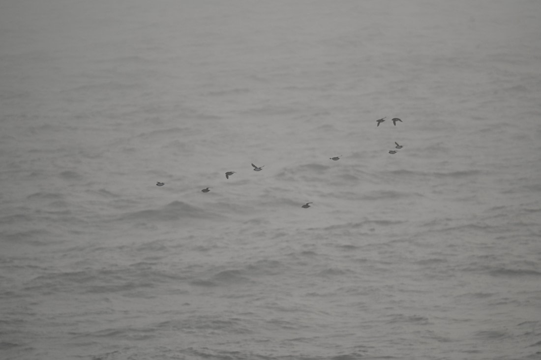 HDS10-26, Day 3, DSC_2210.JPG © Karoline Baelum - Oceanwide Expeditions.JPG