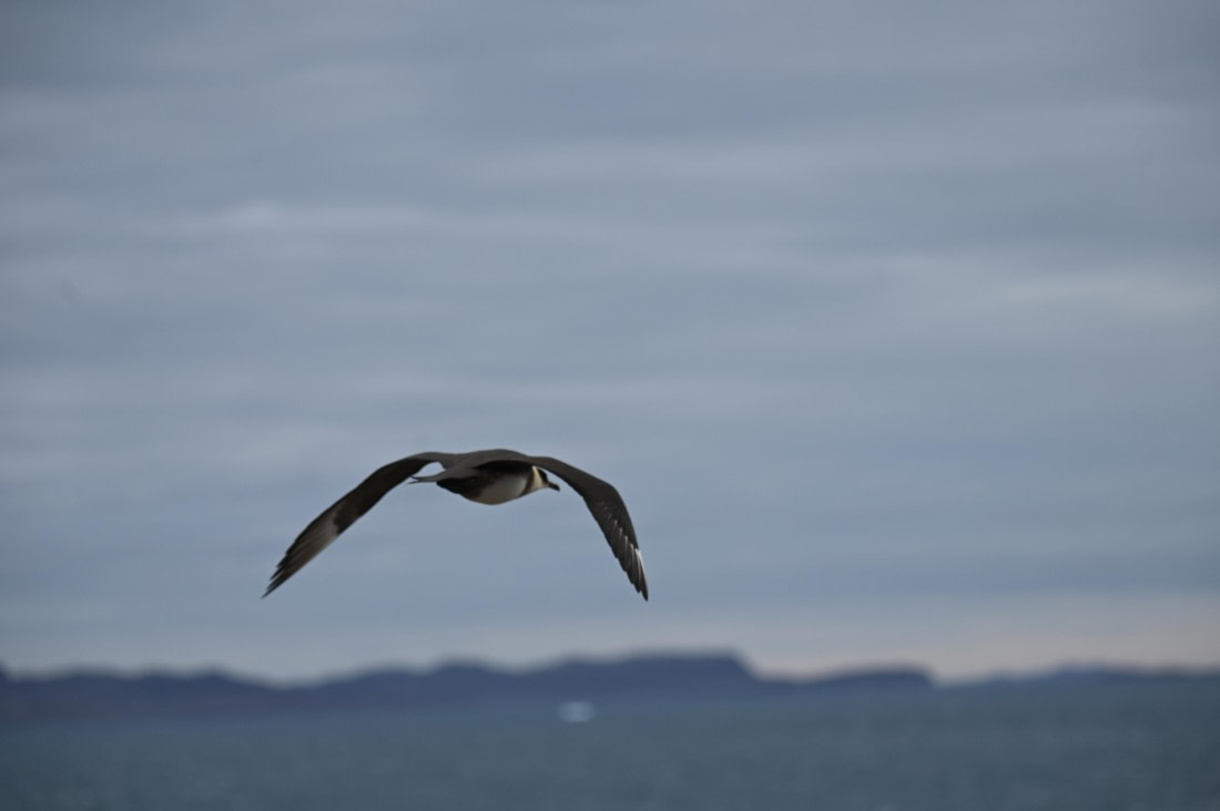 HDS10-26, Day 5, DSC_2566.JPG © Renno Hokwerda - Oceanwide Expeditions.JPG