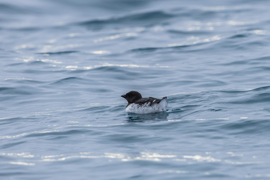 HDS10-26, Day 12, 5D5A6634.jpg © Koen Jongerling - Oceanwide Expeditions.jpg