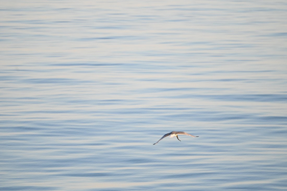 HDS10-26, Day 12, DSC_5494.JPG © Renno Hokwerda - Oceanwide Expeditions.JPG