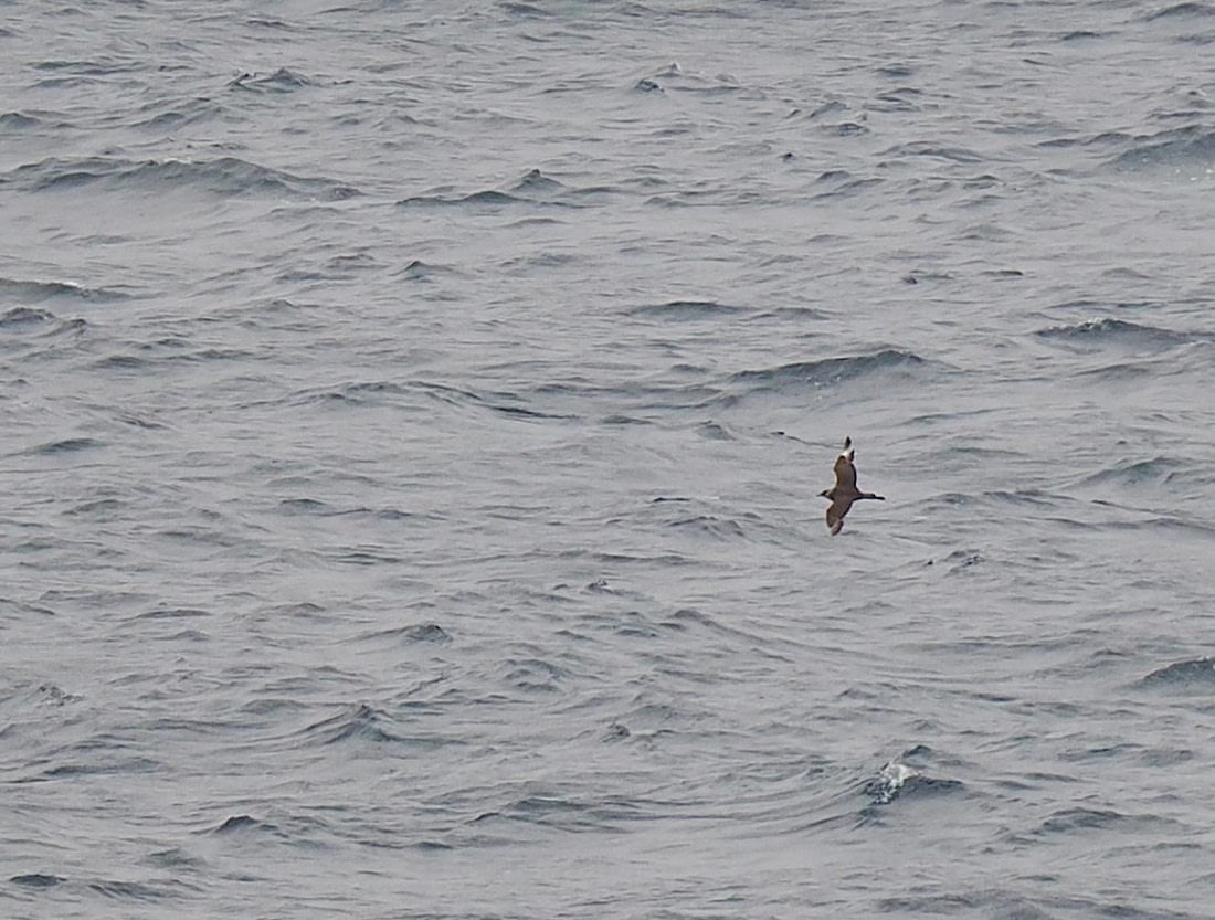 PLA11-26, Day 2, 2026-08-17 Pomarine Skua.JPG © Unknown Photographer - Oceanwide Expeditions.JPG