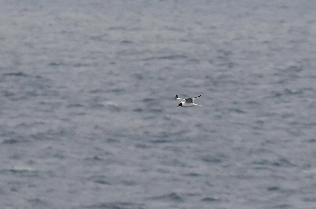 PLA11-26, Day 2, 2026-08-17 Sabine's Gull.JPG © Unknown Photographer - Oceanwide Expeditions.JPG