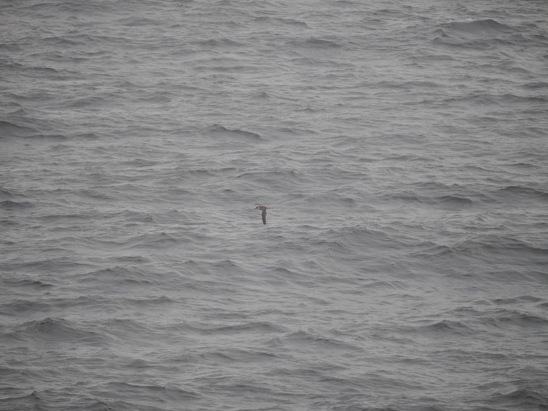 PLA11-26, Day 2, P8171797.JPG © Unknown Photographer - Oceanwide Expeditions.JPG