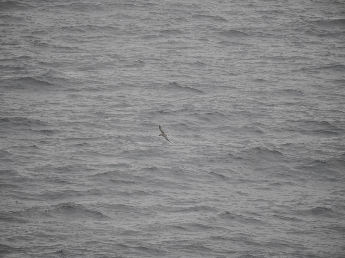 PLA11-26, Day 2, P8171798.JPG © Unknown Photographer - Oceanwide Expeditions.JPG