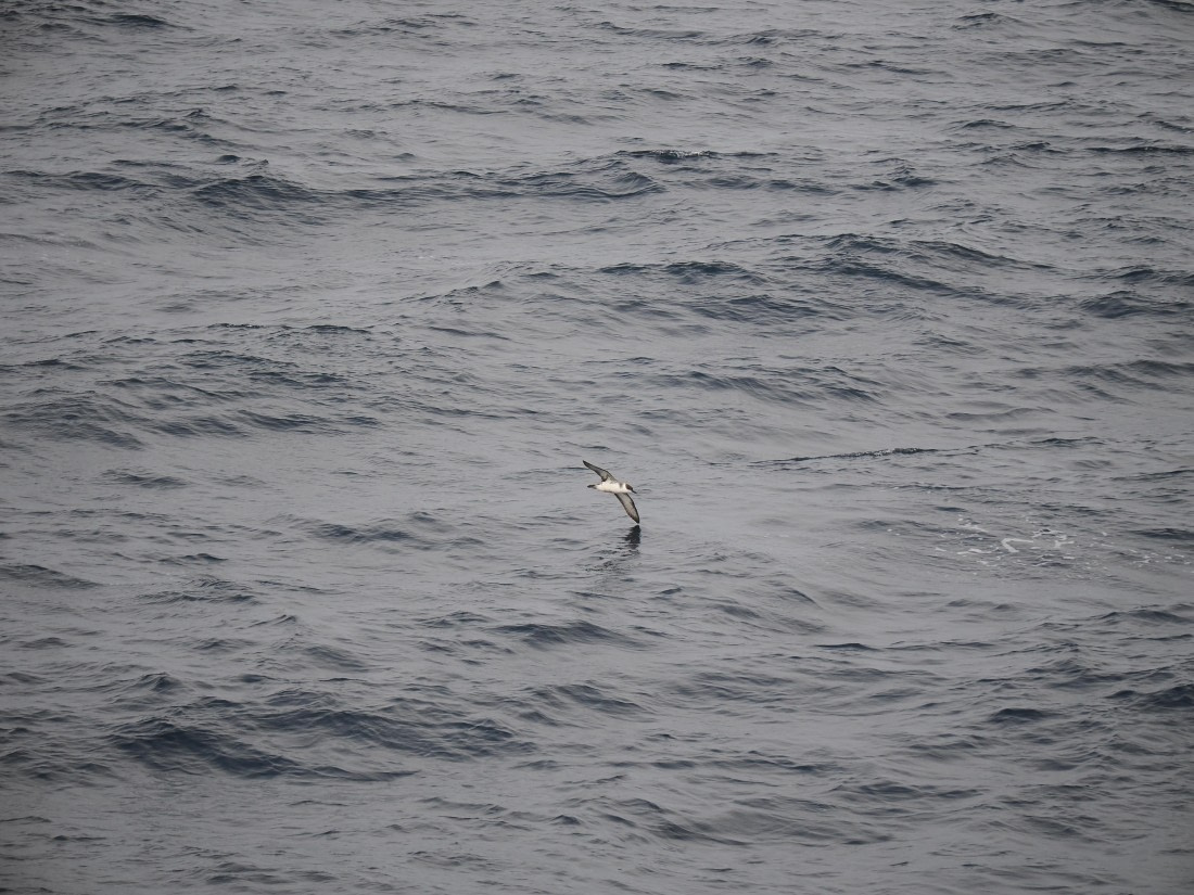 PLA11-26, Day 2, P8171800.JPG © Unknown Photographer - Oceanwide Expeditions.JPG