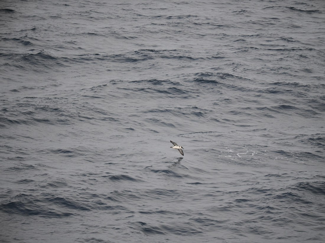 PLA11-26, Day 2, P8171801.JPG © Unknown Photographer - Oceanwide Expeditions.JPG