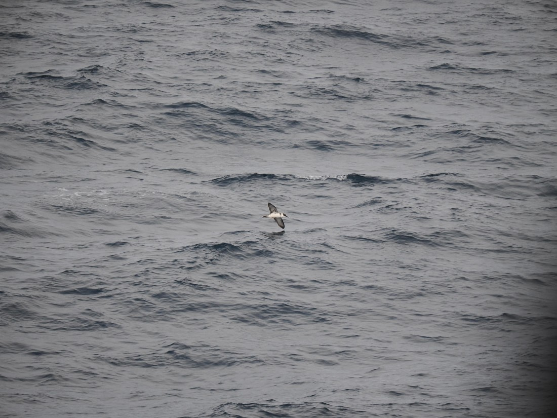 PLA11-26, Day 2, P8171802.JPG © Unknown Photographer - Oceanwide Expeditions.JPG