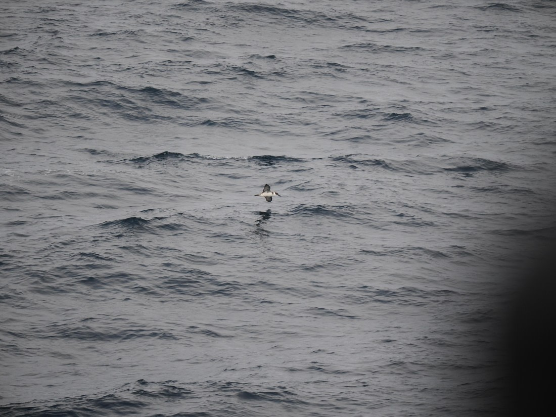 PLA11-26, Day 2, P8171803.JPG © Unknown Photographer - Oceanwide Expeditions.JPG