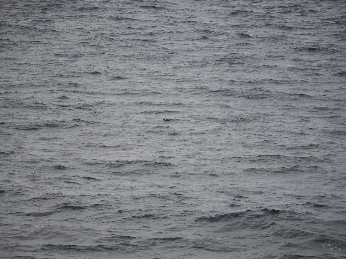 PLA11-26, Day 2, P8171805.JPG © Unknown Photographer - Oceanwide Expeditions.JPG