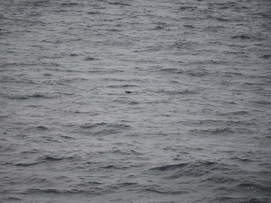 PLA11-26, Day 2, P8171806.JPG © Unknown Photographer - Oceanwide Expeditions.JPG