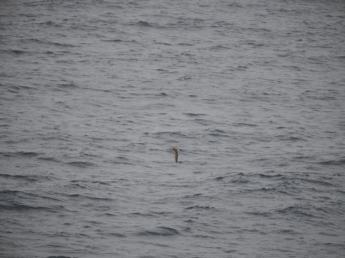PLA11-26, Day 2, P8171807.JPG © Unknown Photographer - Oceanwide Expeditions.JPG