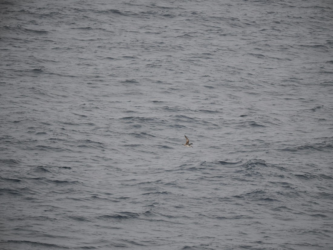 PLA11-26, Day 2, P8171808.JPG © Unknown Photographer - Oceanwide Expeditions.JPG
